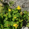 千畳敷カールの高山植物