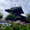 「文京あじさいまつり」の「白山神社」へ♫