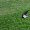 秋ヶ瀬公園で野鳥観察