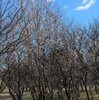 ４．４（金・晴れ）Mad　Apeが地球を亡ぼす。食糧危機とローマクラブ。