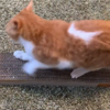 保護猫シェルターに寄付できそうな手作りの猫グッズ一覧Handmade cat goods that can be donated to cat shelters
