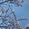 冬桜