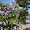 塩小路橋から智積院