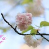 桜の通り抜け