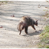 御苑のタヌキ（Raccoon dog)
