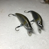 郡上吉田川でのアマゴ釣り