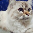 みるかよい