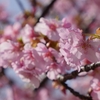 ２０２３年の桜シーズン「河津桜」