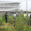 見学　（株）三和会　ヒメジョオンの花