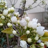２３年４月①　和梨の方は鉢植えでも花を咲かせます　