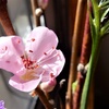 桃の花
