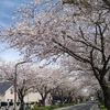 八代で27度の夏日