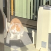 雨田甘夏、記録です。
