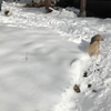 雪道で遊ぶわんこたち