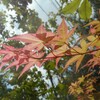 庭の千草 ～貧乏草とノラ猫と～