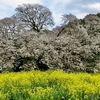 吉高の大桜　その五　〜印旛沼・桜ライド 2021 ①〜