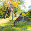 奈良公園