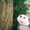 レジュメ｜ケンダル・ウォルトン「画像とおもちゃの馬」（2008）
