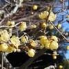 早春の鎌倉長谷