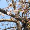 桜も陽気も華やかに水曜日の朝 ✘╹◡╹✘ 