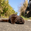 東北東部東離島のねこさん