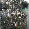 白梅