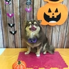 10月18日トリミング