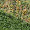 初夏と晩秋・季節の彩りの対比～北山杉の里にて～