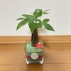 観葉植物のある暮らし