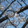 桜の花が満開を待たずに散ってゆく