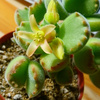 熊童子の花が咲きました