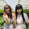 完熟いちご🍓狩り情報５月２３日(水)☘️開園日です‼️✨