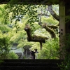亀岡「神蔵寺」のイロハモミジと椿たち