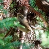 日本　自宅庭で見る野鳥たち