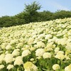 77日目： 埼玉県草加市 → 幸手市