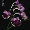 今日の花（2011.3.31）