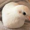 腹のっかりズ  #ヒメウズラ