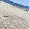 念願の島田島到着7日目！！だがしかし…