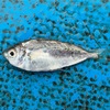 オキヒイラギ