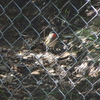 秋の渡りで夏鳥も冬鳥もぞくぞく到来(靭公園探鳥2020年10月)