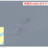 大坂「マッコウクジラ」淀ちゃん「絶命」死亡確認！