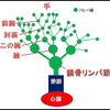 今よりも１℃体温を上げるリンパマッサージ