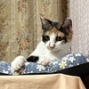 美人三毛猫キャリーちゃん 9/15(日)譲渡会参加予定