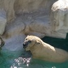 友達と上野動物園に行ってきた