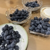ブルーベリーを比べて見ました
