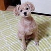きびきび散歩