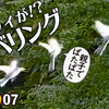 1007【セキレイのホバリング】カルガモ求愛ダンスと悲劇の奇形エンジェルウイング。スズメの喧嘩とカワウ。花と蝶【 #今日撮り野鳥動画まとめ 】 #身近な生き物語