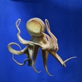 葛西臨海水族園