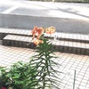 帰宅願望とファンタジーと花の名の検索