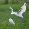 飛ぶチュウダイサギとチュウサギ